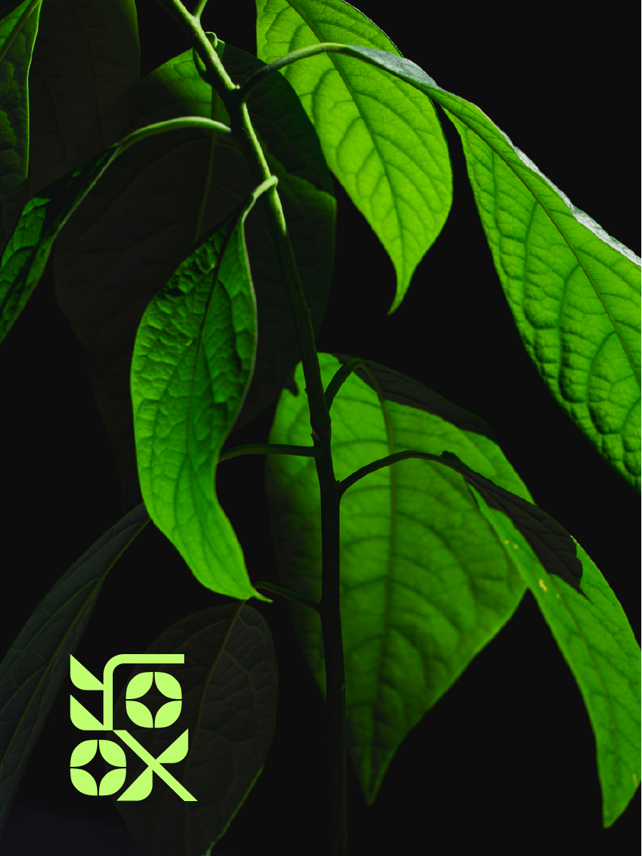 Portfolio Img